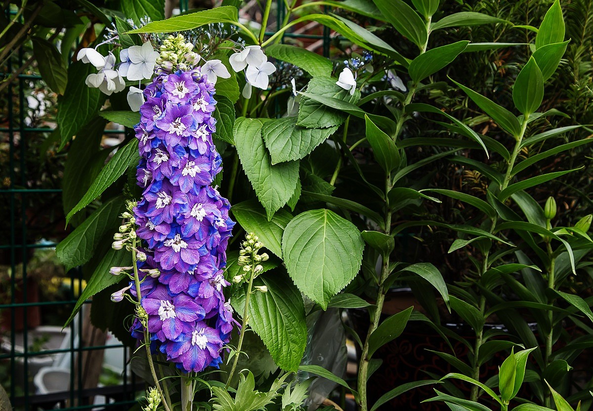 2015-06-07紫色园柱花