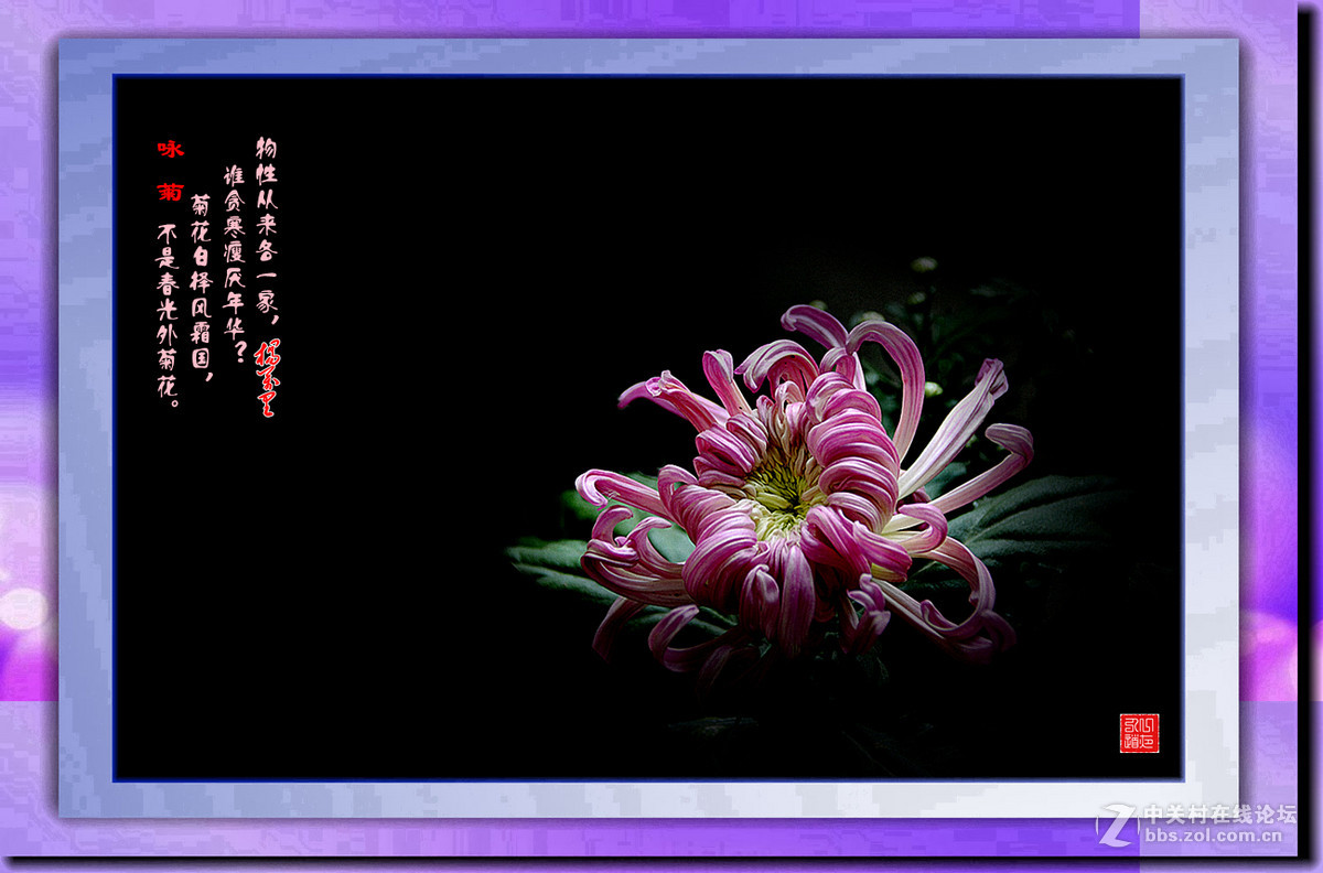 阅诗赏花—【菊花颂】（14）