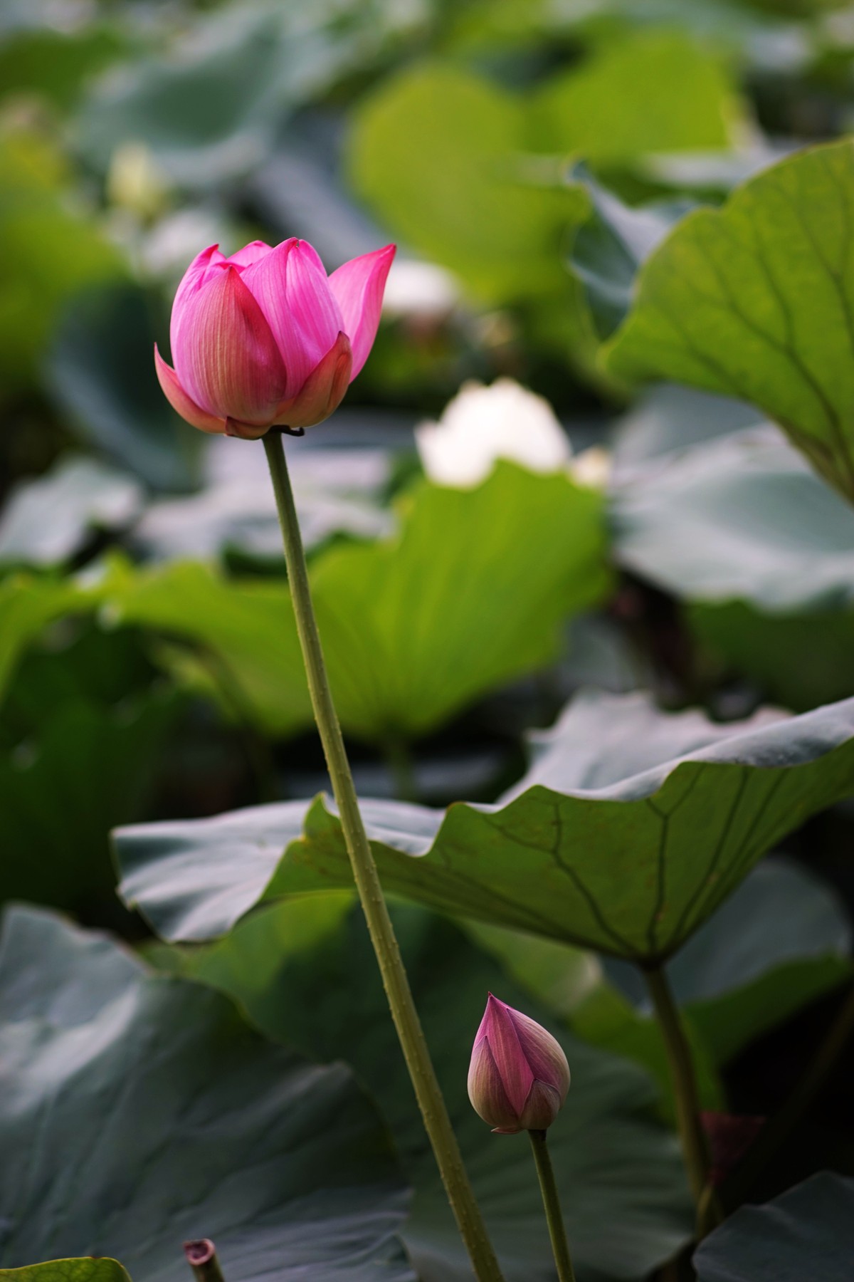 夏莲