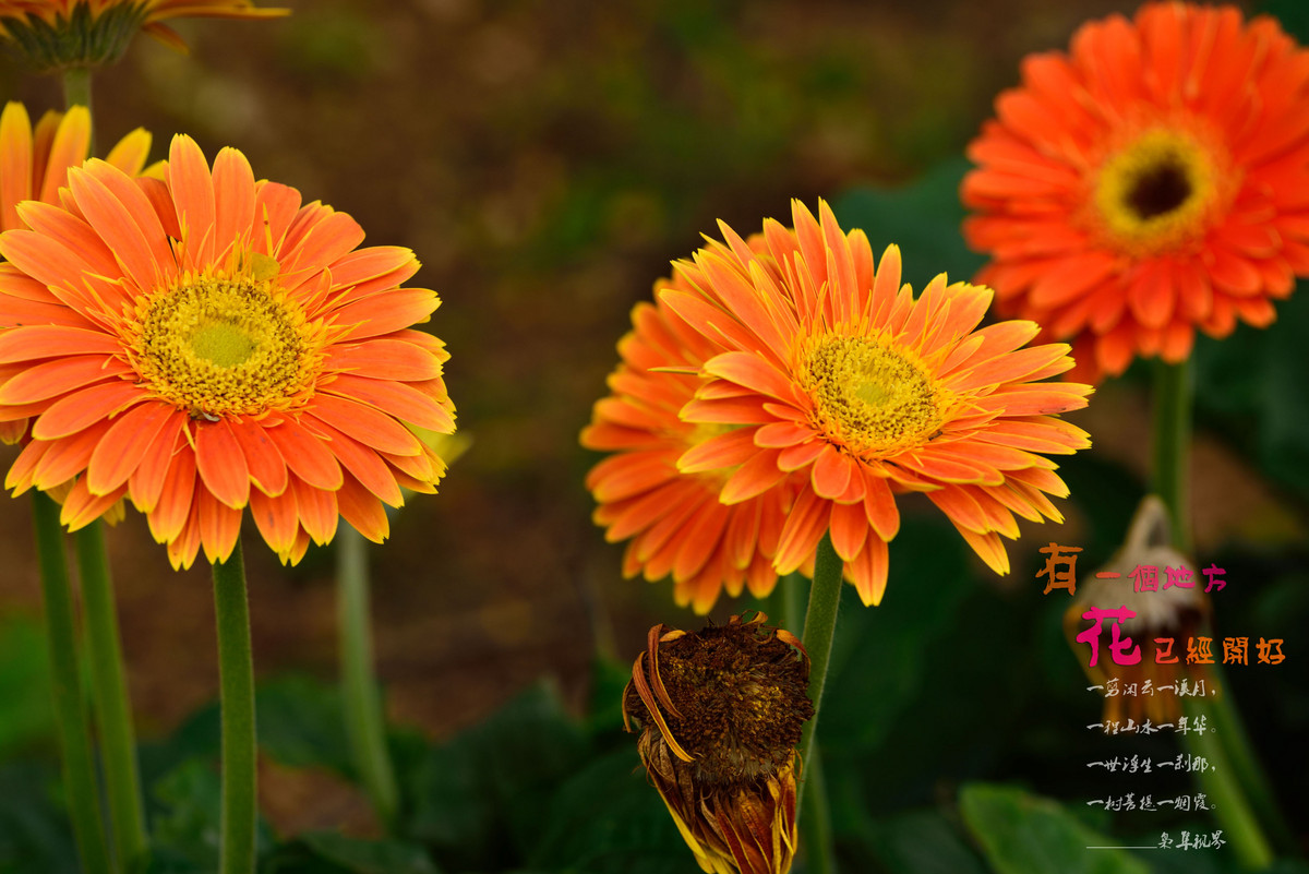 #尼康花卉作品赏析#【有一个地方，花已经开好】 （老阿推荐）