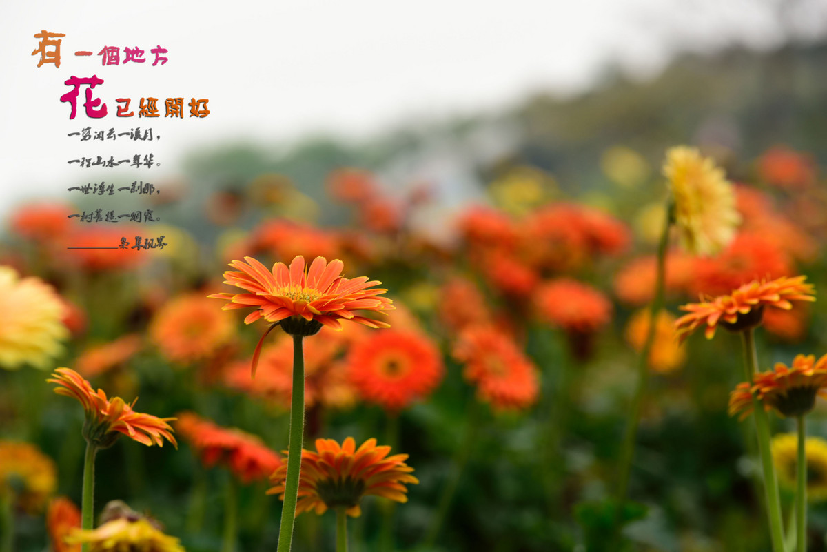 #尼康花卉作品赏析#【有一个地方，花已经开好】 （老阿推荐）