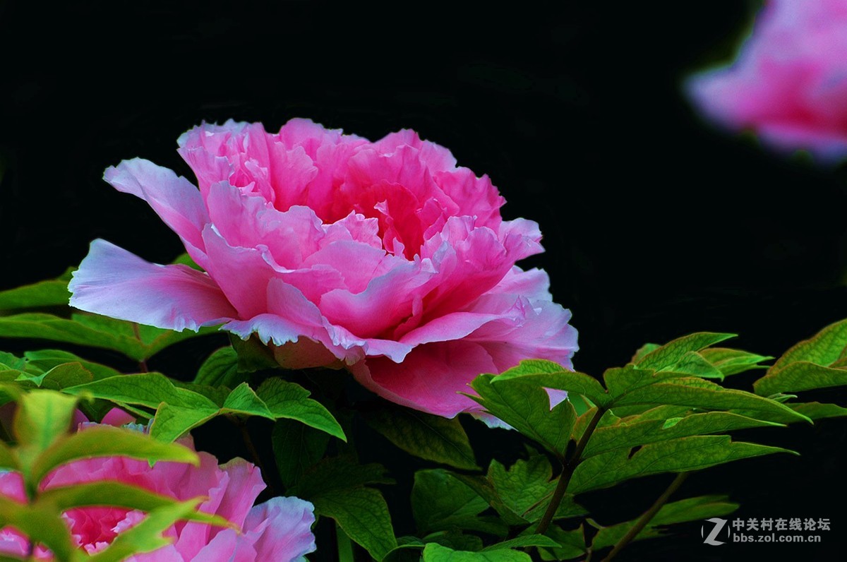 牡丹花中之珍品