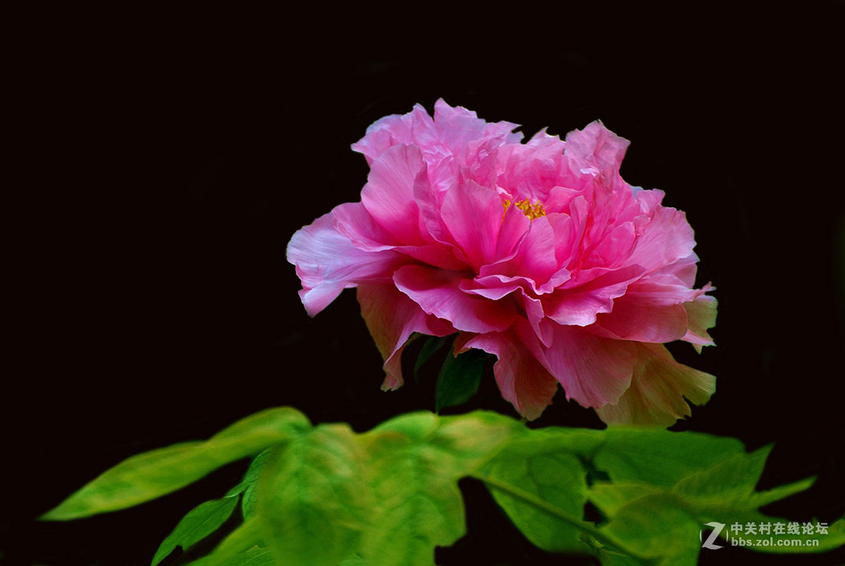 牡丹花中之珍品