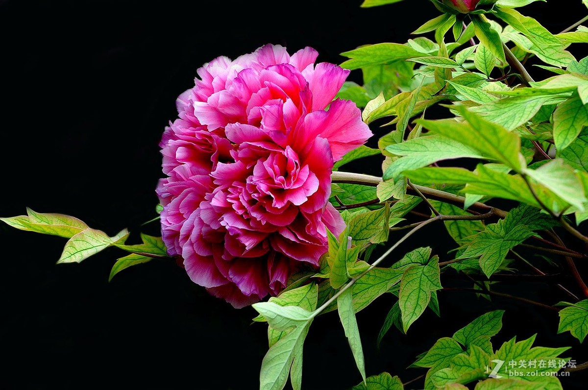 牡丹花中之珍品