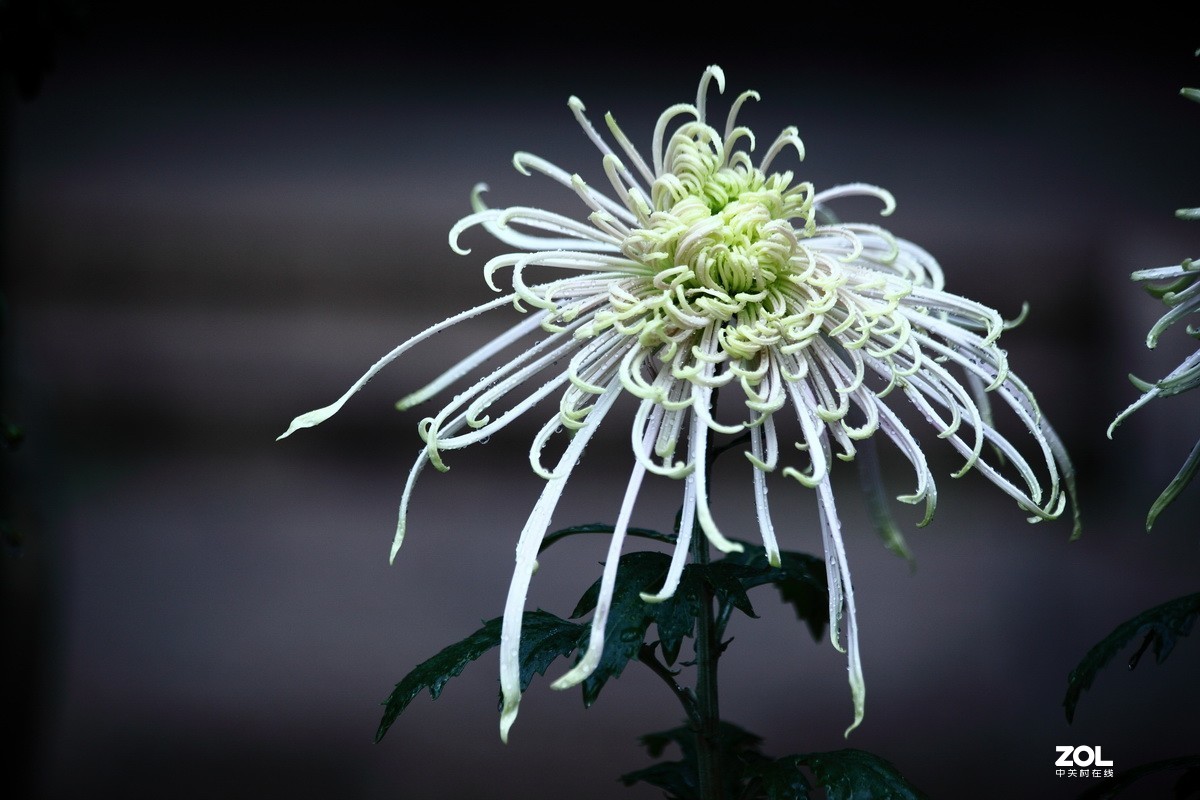 献上一组菊花—祭奠抗疫英烈及逝世同胞