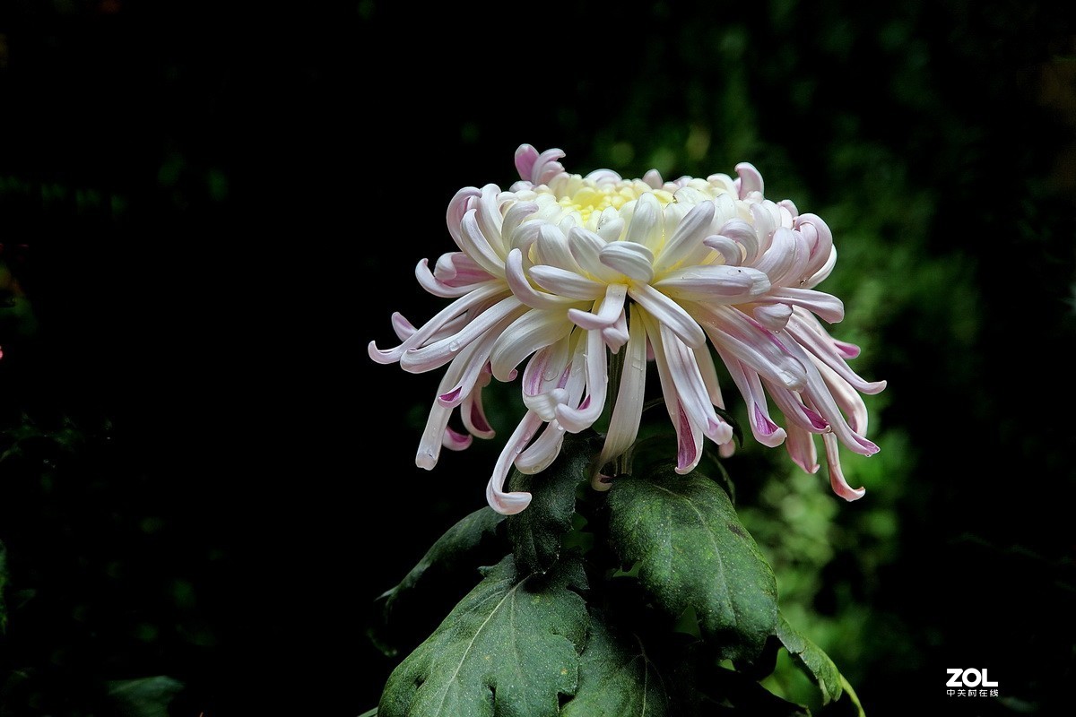 献上一组菊花—祭奠抗疫英烈及逝世同胞