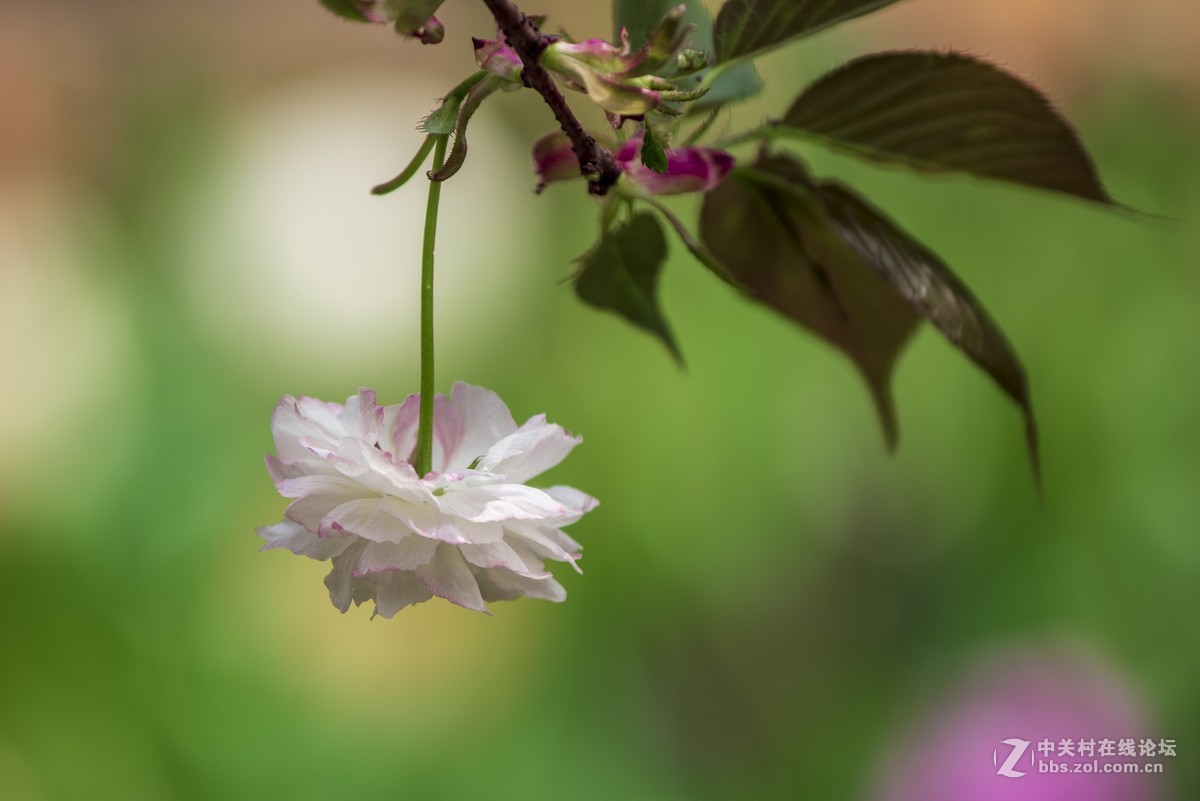 挽着爱人之手，漫步樱花树下，共赏花团锦簇，何等浪漫！
