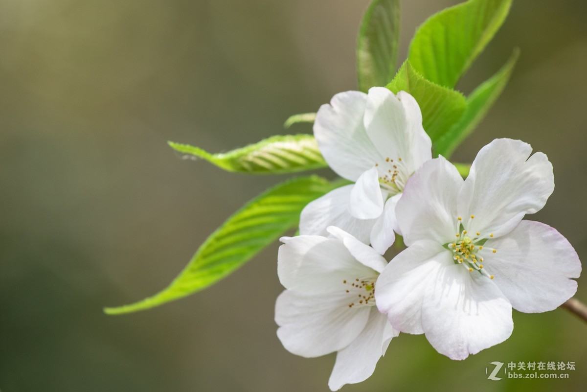 挽着爱人之手，漫步樱花树下，共赏花团锦簇，何等浪漫！