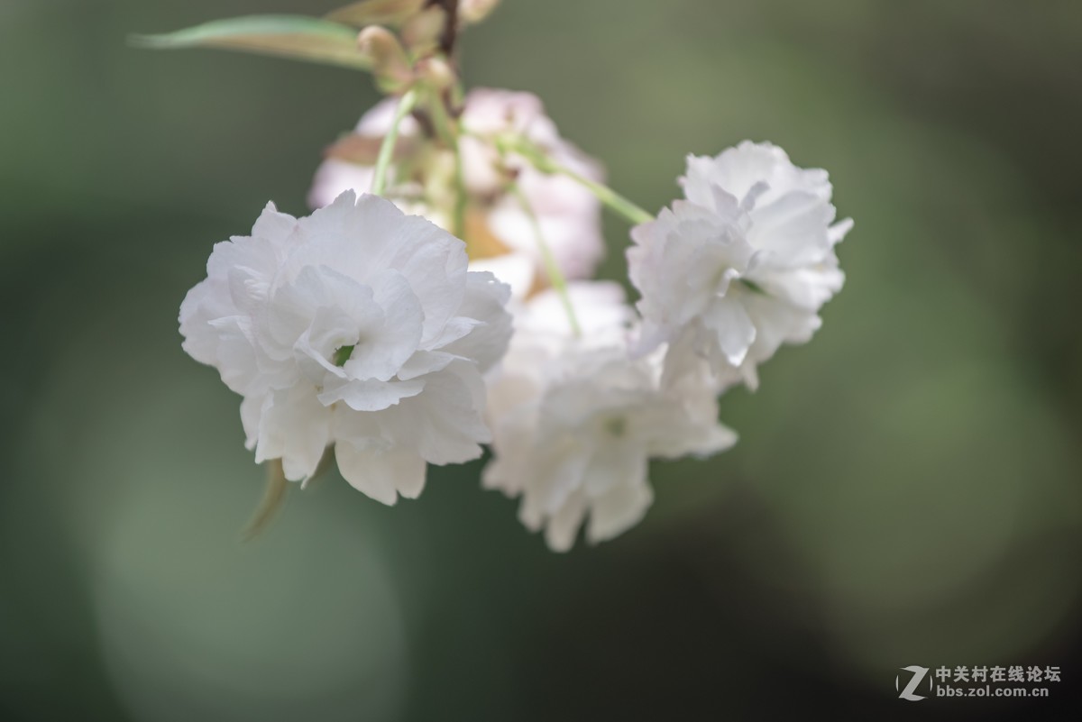 挽着爱人之手，漫步樱花树下，共赏花团锦簇，何等浪漫！