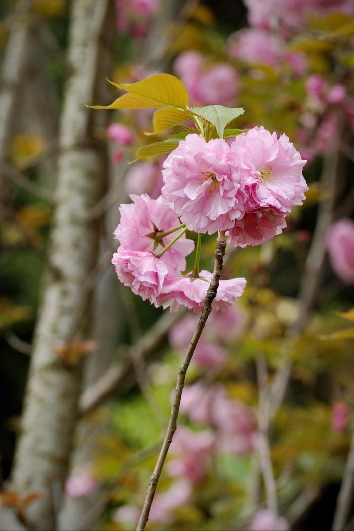 竖版构图练习拍樱花一