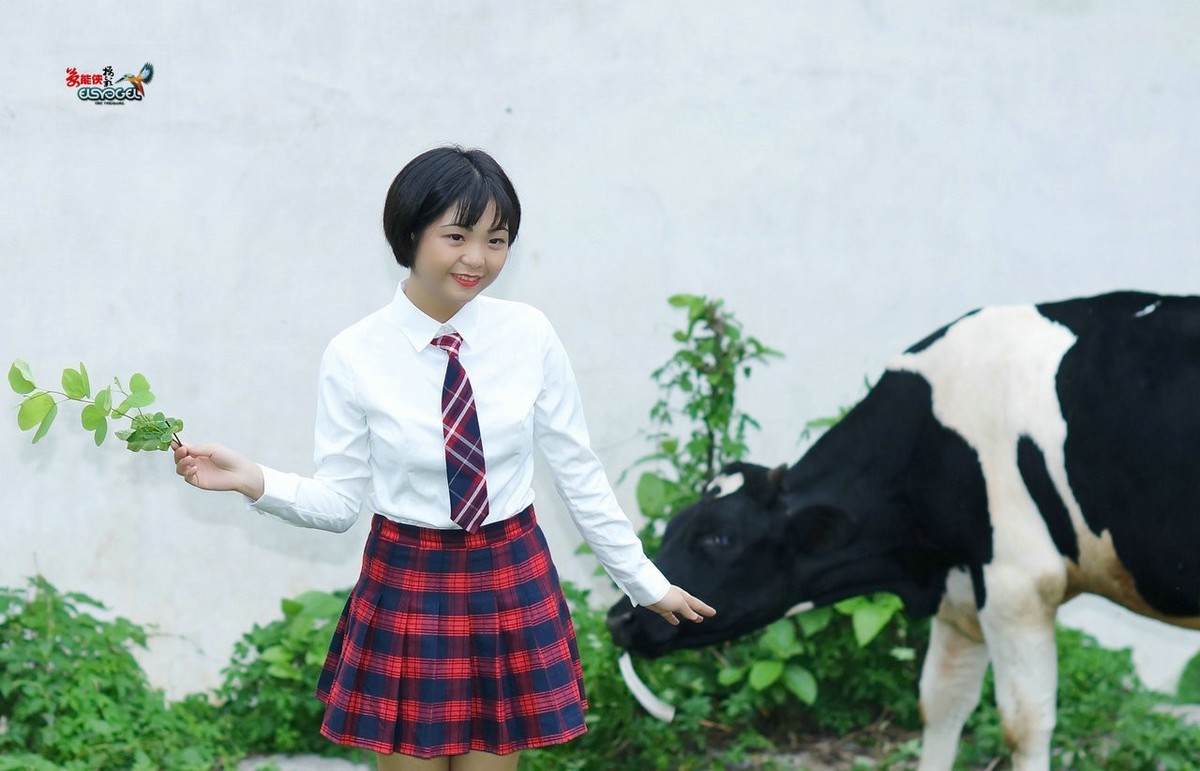 【奶牛场日记】---淑雯