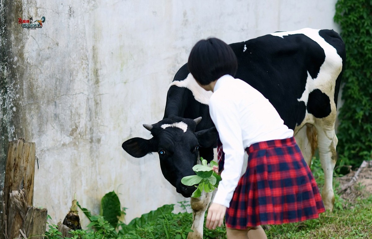 【奶牛场日记】---淑雯