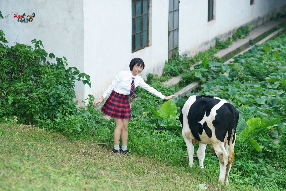 【奶牛场日记】---淑雯