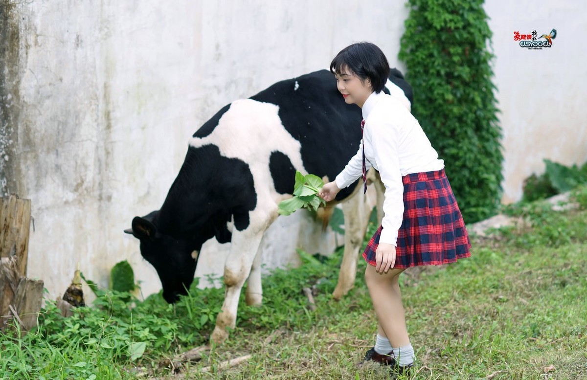 【奶牛场日记】---淑雯