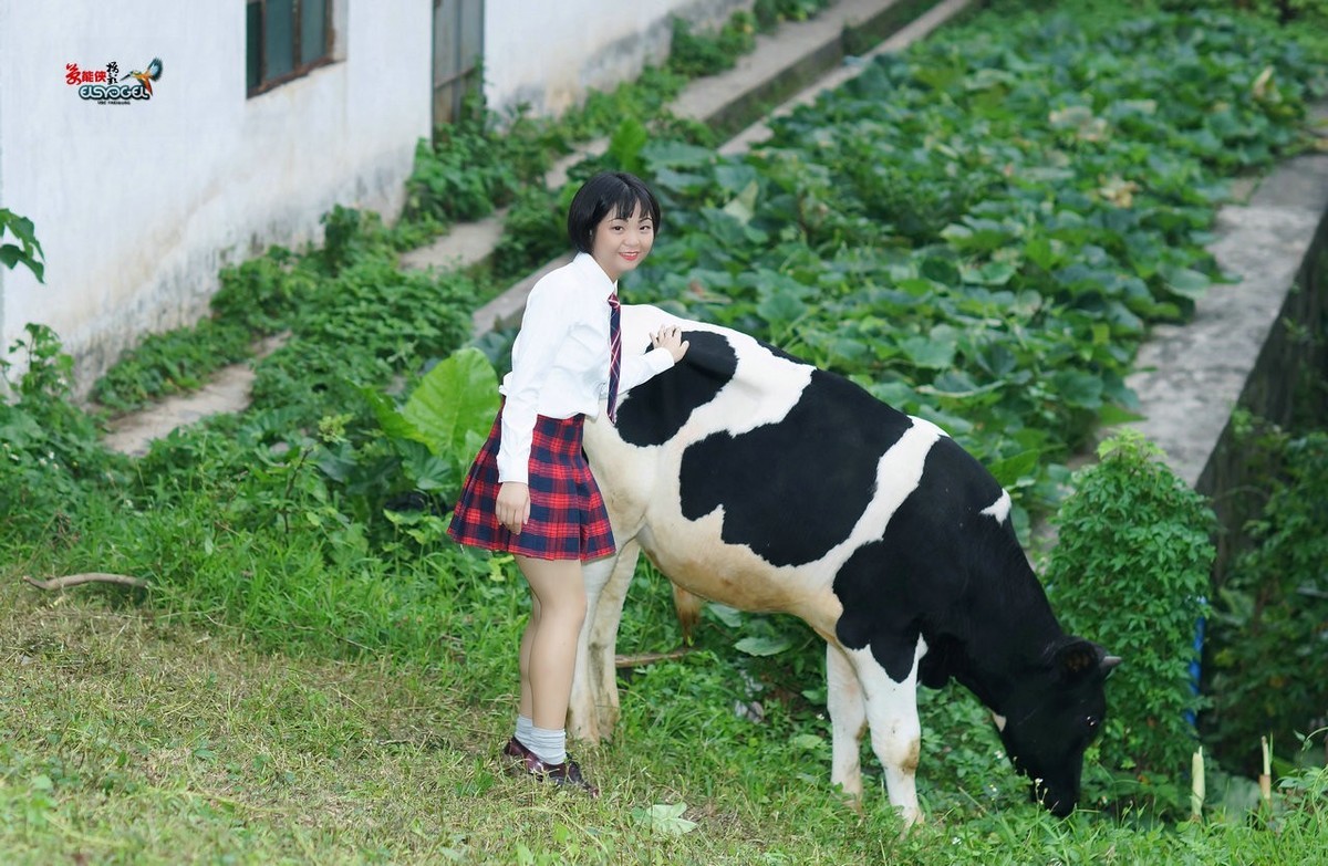【奶牛场日记】---淑雯