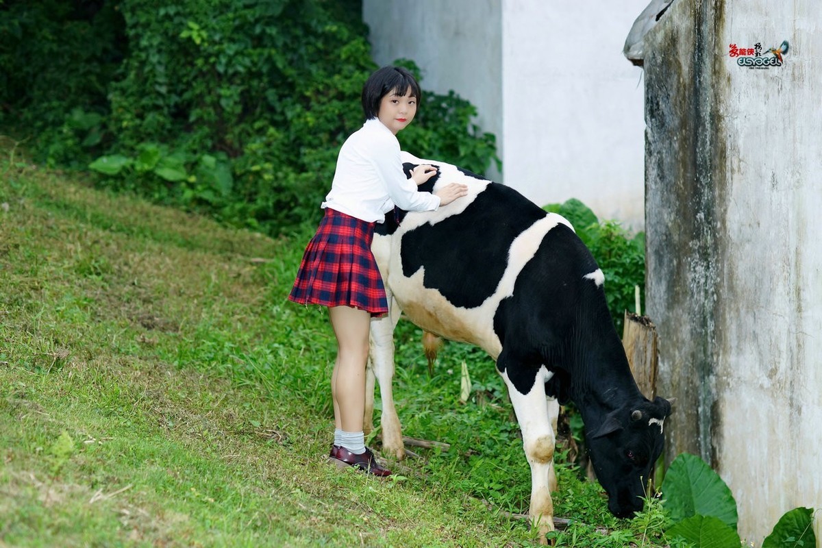 【奶牛场日记】---淑雯