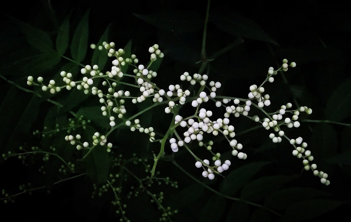 手机随拍。。。珍珠花-中关村在线摄影论坛