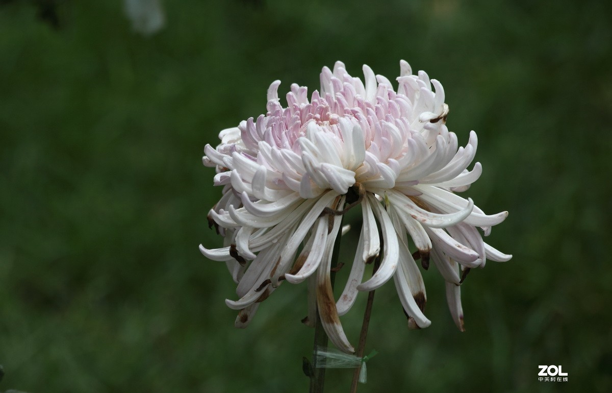 献上一组菊花—祭奠抗疫英烈及逝世同胞