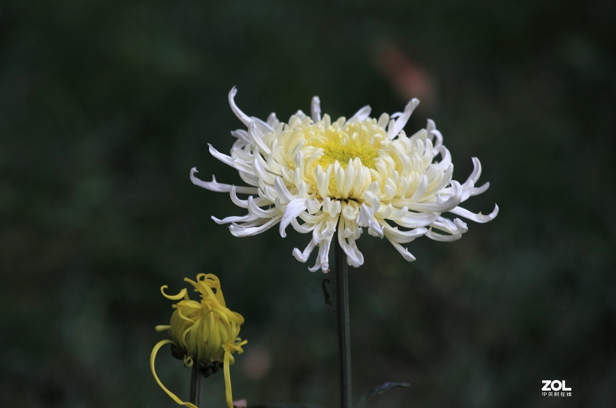 献上一组菊花—祭奠抗疫英烈及逝世同胞