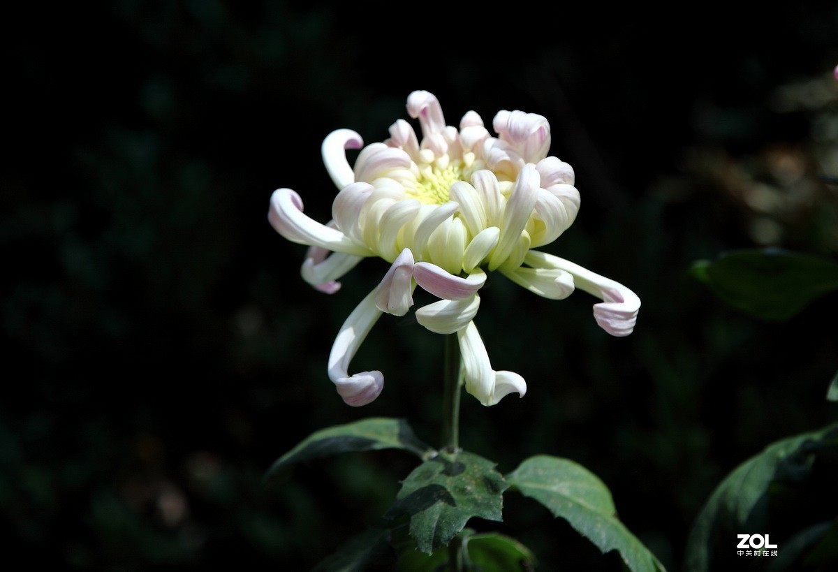 献上一组菊花—祭奠抗疫英烈及逝世同胞