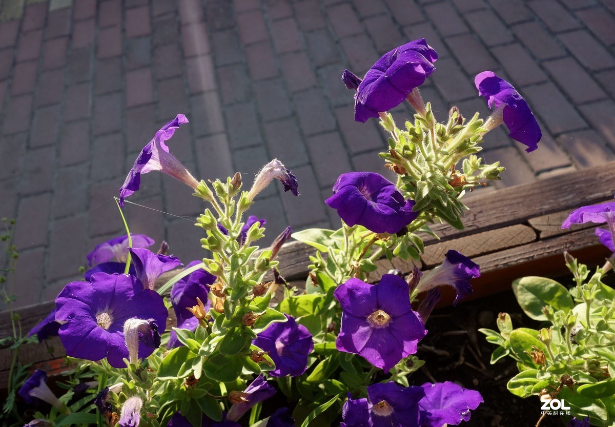 遛弯【单片机随拍】{2}