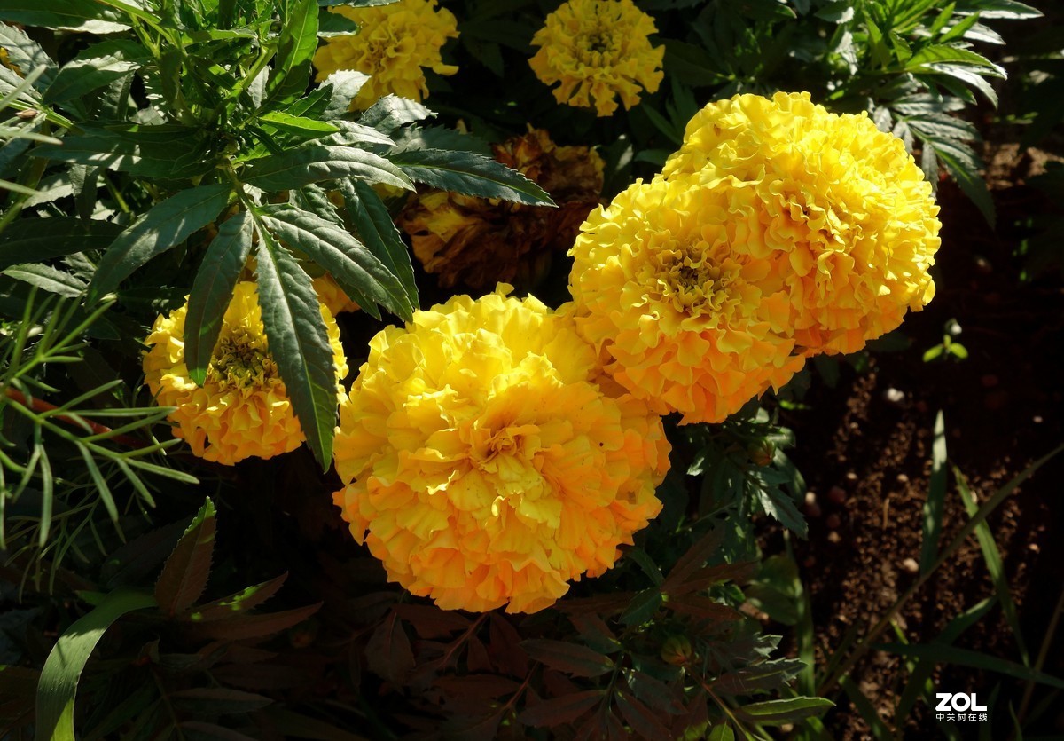 遛弯【单片机随拍】{2}