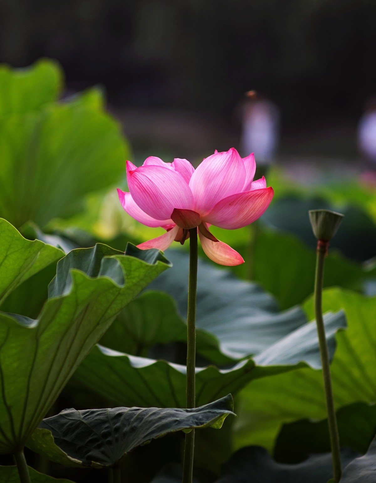 夏莲