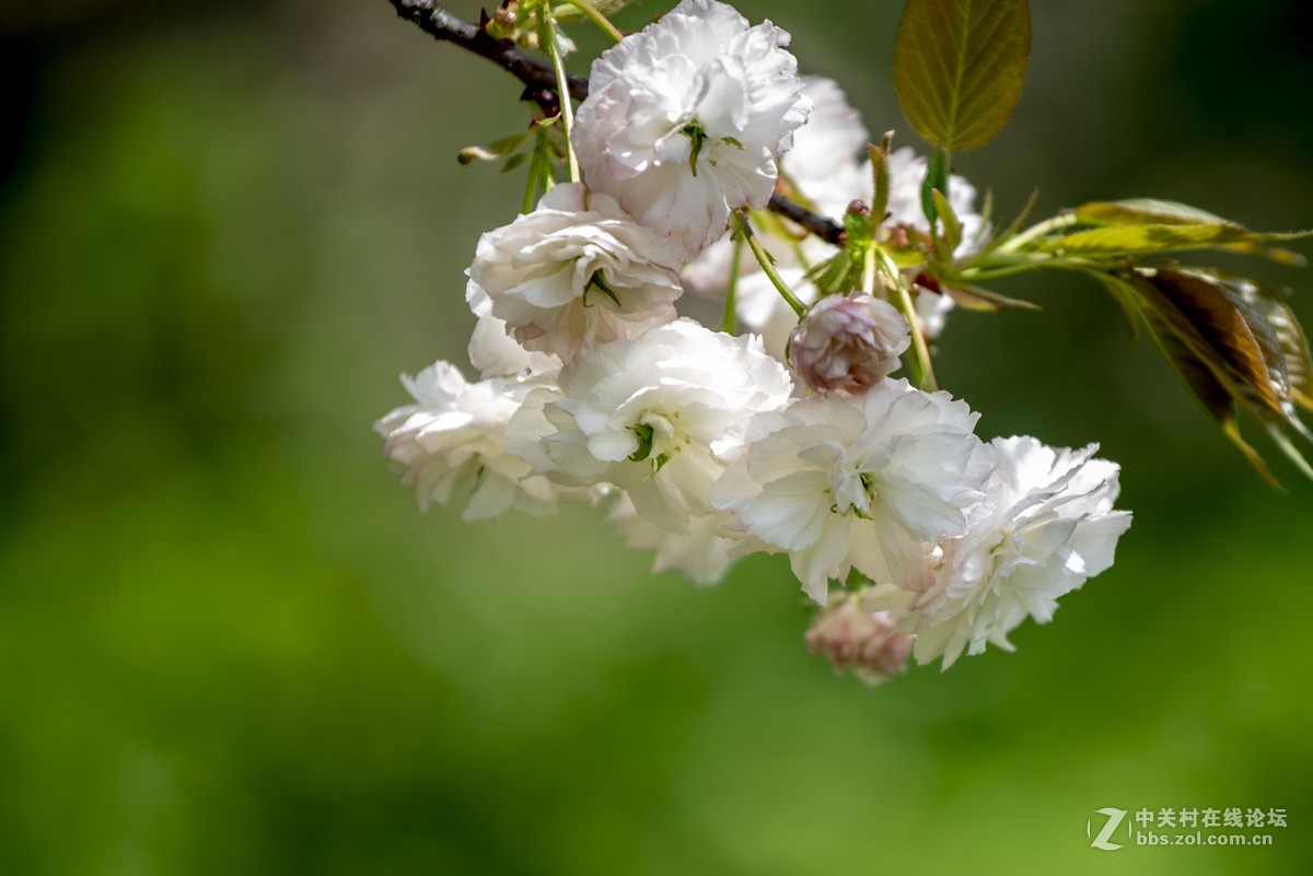挽着爱人之手，漫步樱花树下，共赏花团锦簇，何等浪漫！