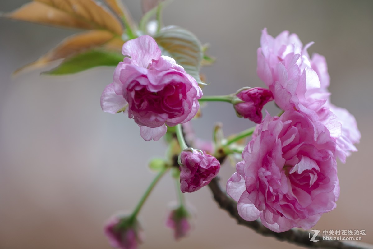 挽着爱人之手，漫步樱花树下，共赏花团锦簇，何等浪漫！