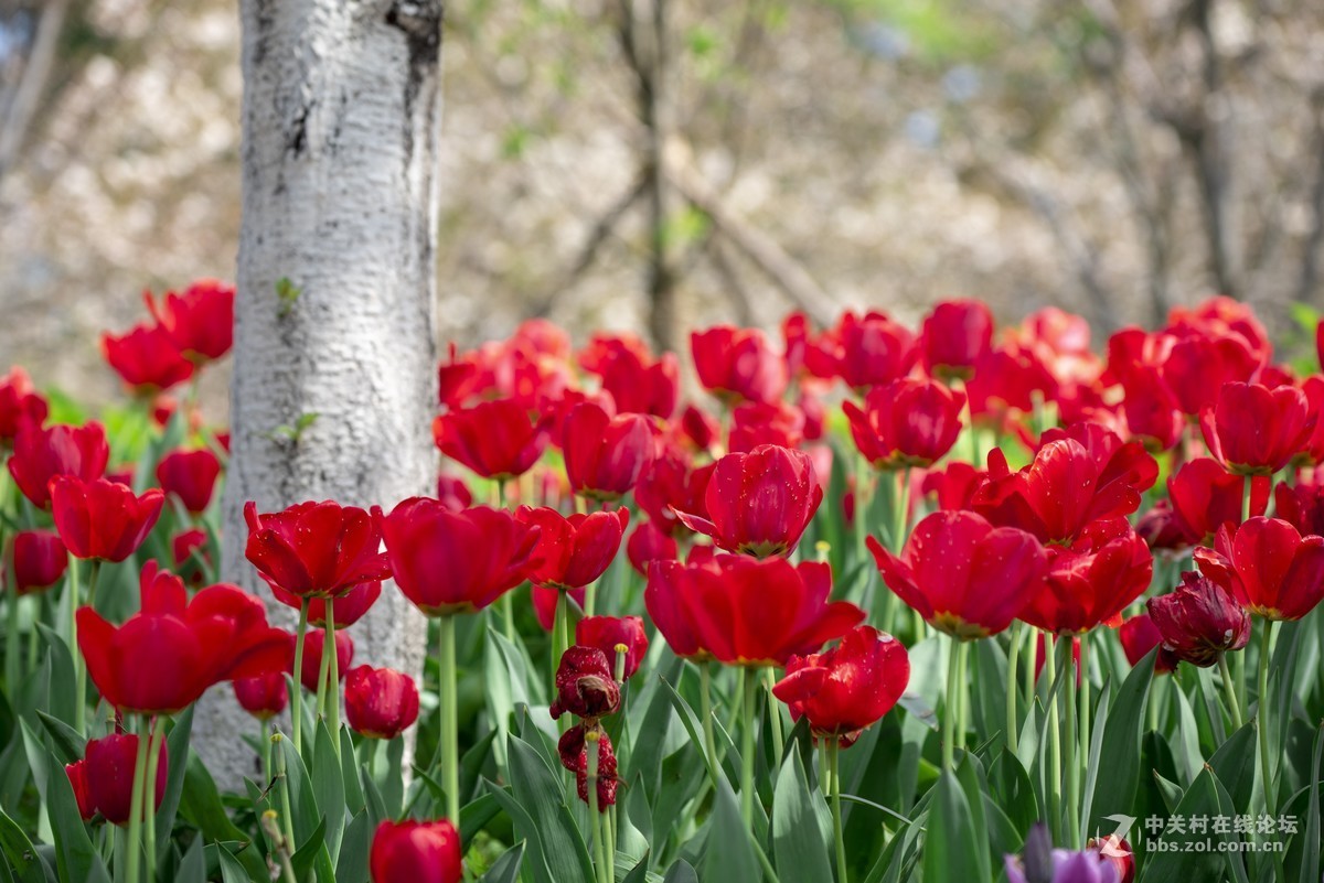 挽着爱人之手，漫步樱花树下，共赏花团锦簇，何等浪漫！