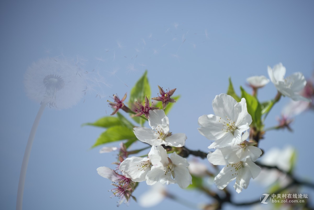 挽着爱人之手，漫步樱花树下，共赏花团锦簇，何等浪漫！