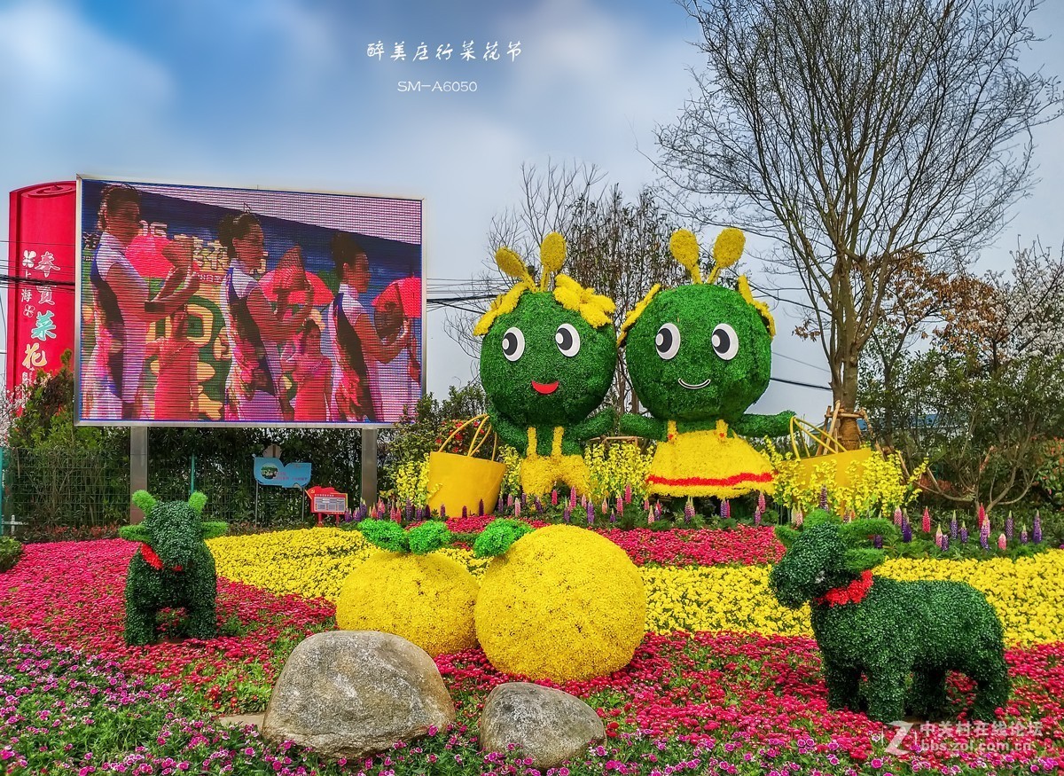 醉美庄行菜花节 手机