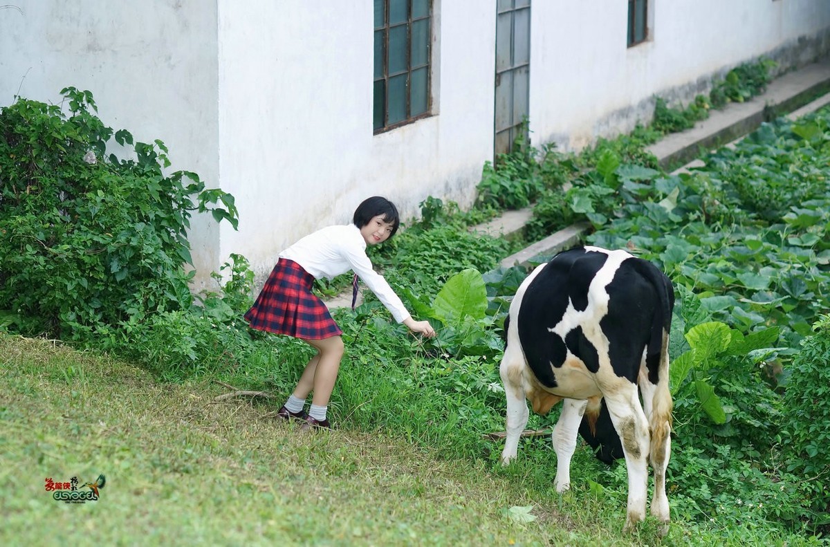 【奶牛场日记】---淑雯