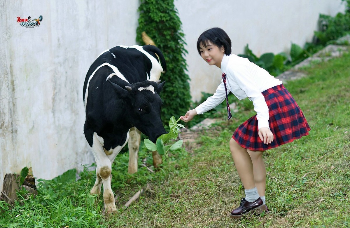 【奶牛场日记】---淑雯