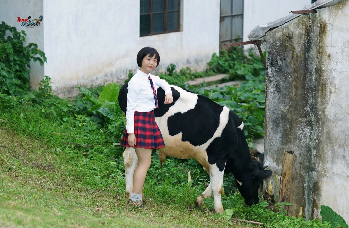 【奶牛场日记】---淑雯