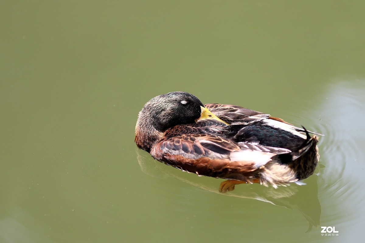 135L 近距离打鸟，有几个大鸟，135想靠近还是挺难的