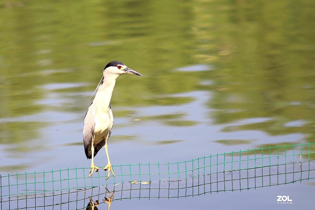 135L 近距离打鸟，有几个大鸟，135想靠近还是挺难的
