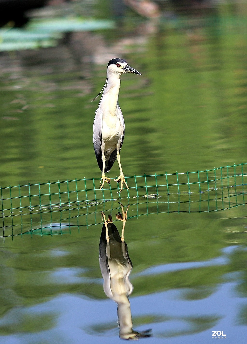 135L 近距离打鸟，有几个大鸟，135想靠近还是挺难的