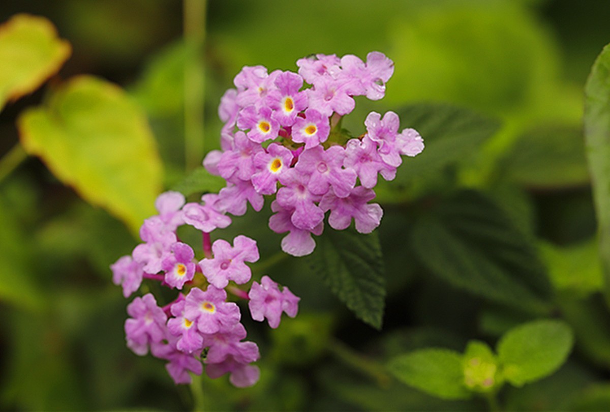 蔓马缨丹常年只开淡紫花