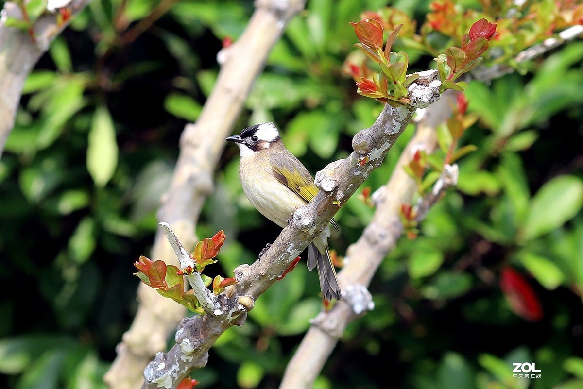 135L 近距离打鸟，有几个大鸟，135想靠近还是挺难的