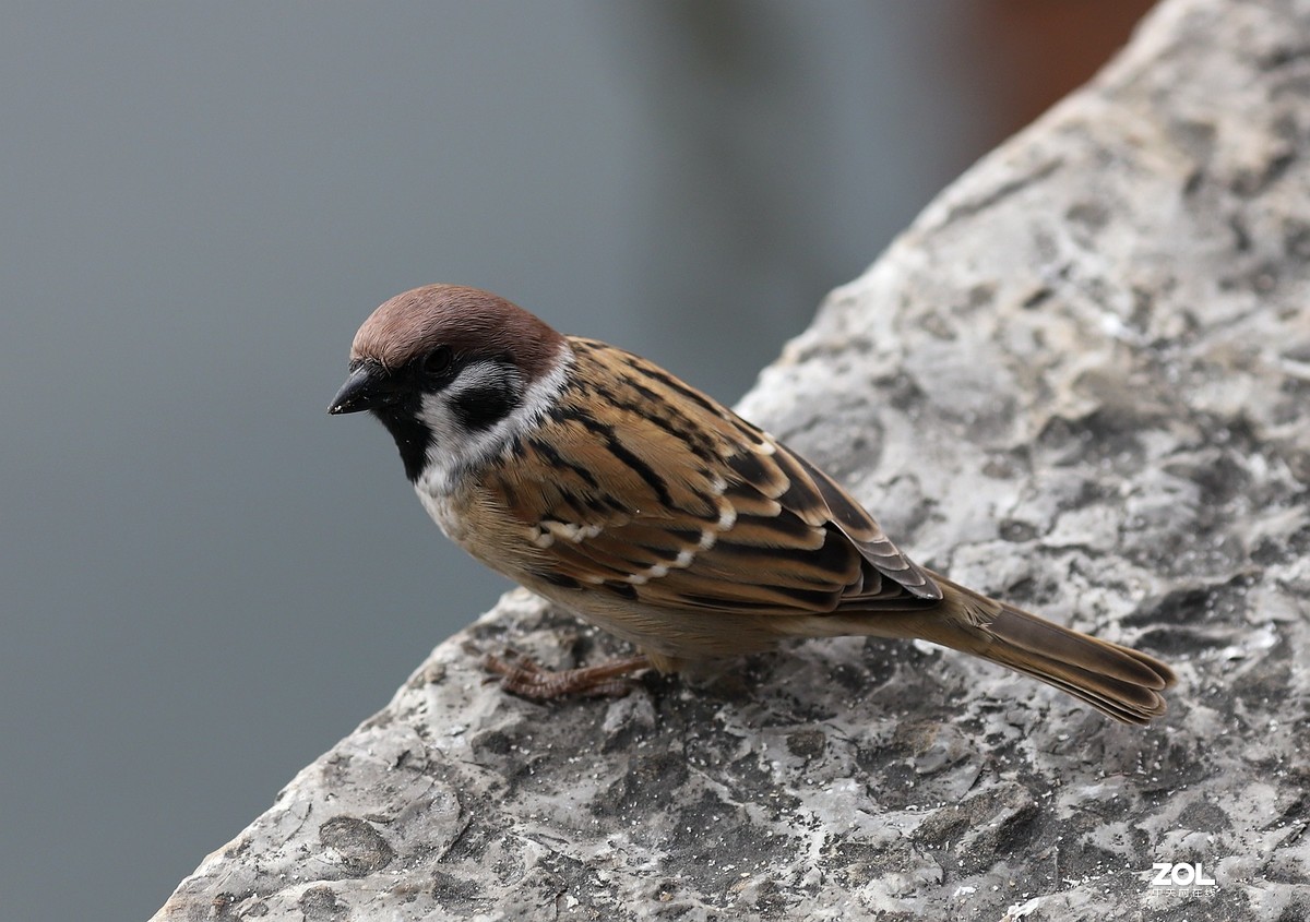 135L 近距离打鸟，有几个大鸟，135想靠近还是挺难的