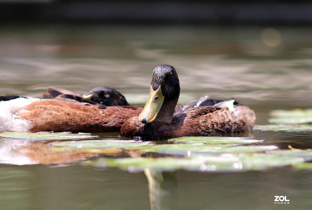 135L 近距离打鸟，有几个大鸟，135想靠近还是挺难的