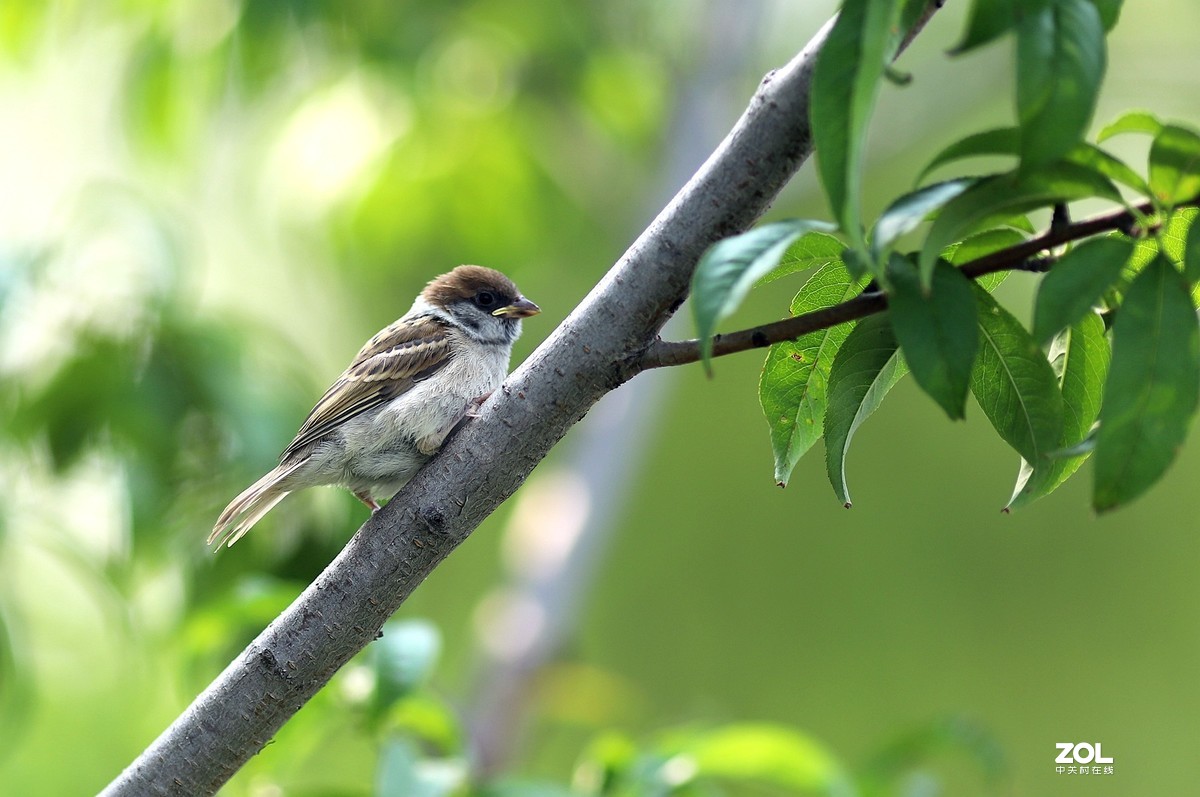 135L 近距离打鸟，有几个大鸟，135想靠近还是挺难的