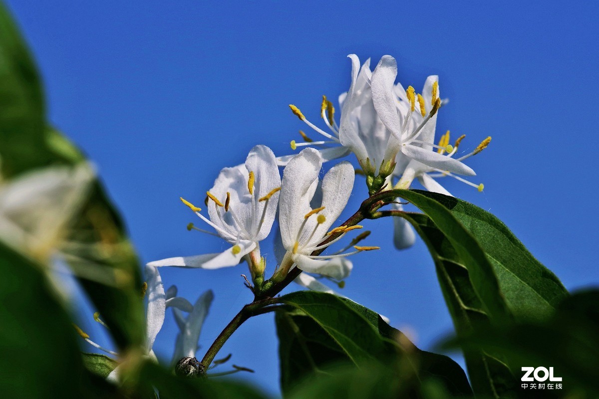 冬青花