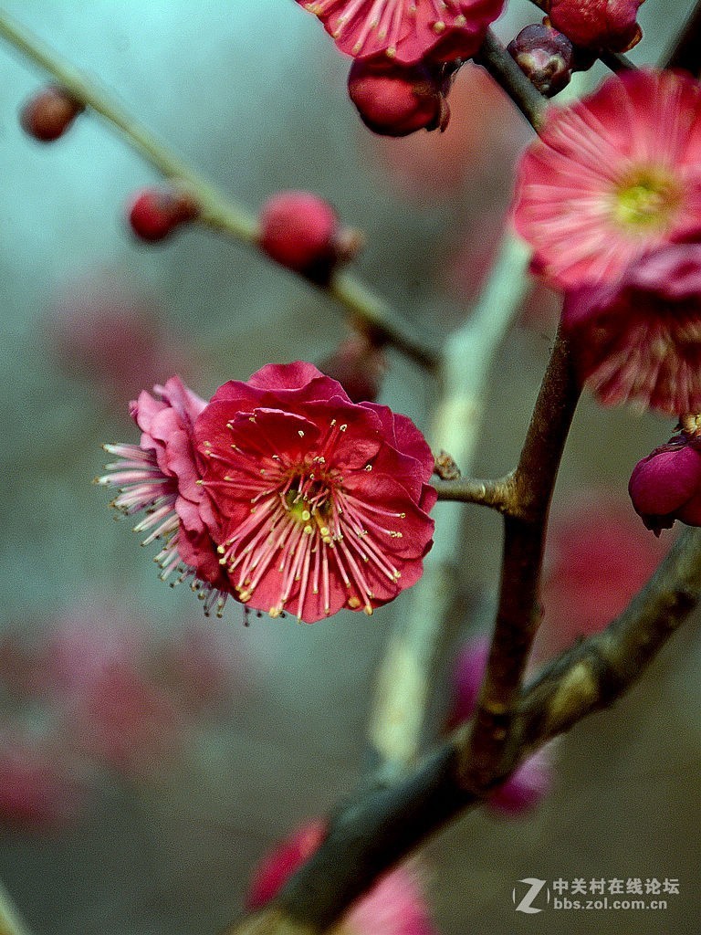 朱砂梅-4