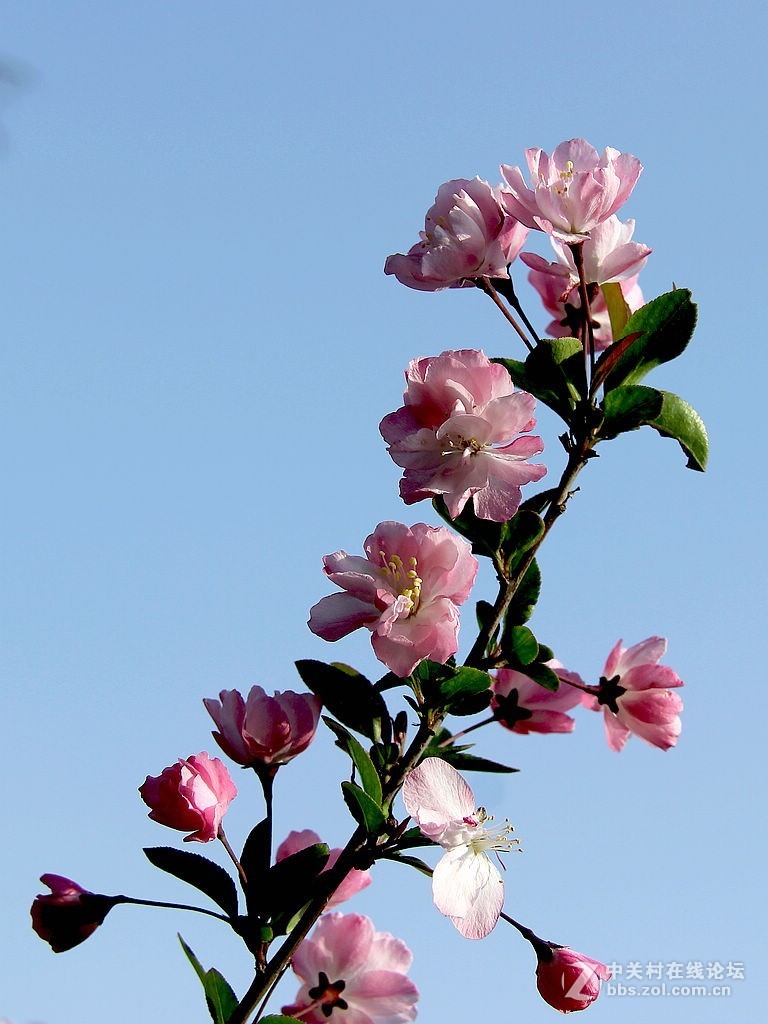仰拍海棠花