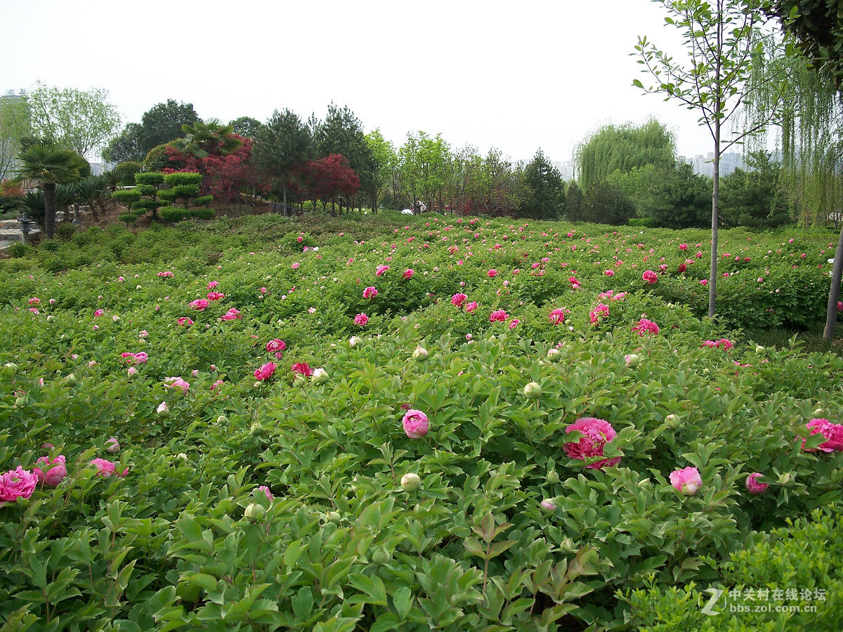 C875隋唐城遗址植物园牡丹20片，2015