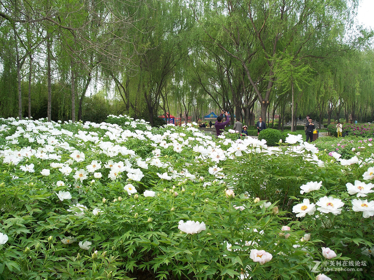 C875隋唐城遗址植物园牡丹20片，2015