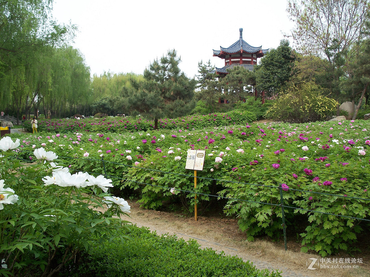 C875隋唐城遗址植物园牡丹20片，2015