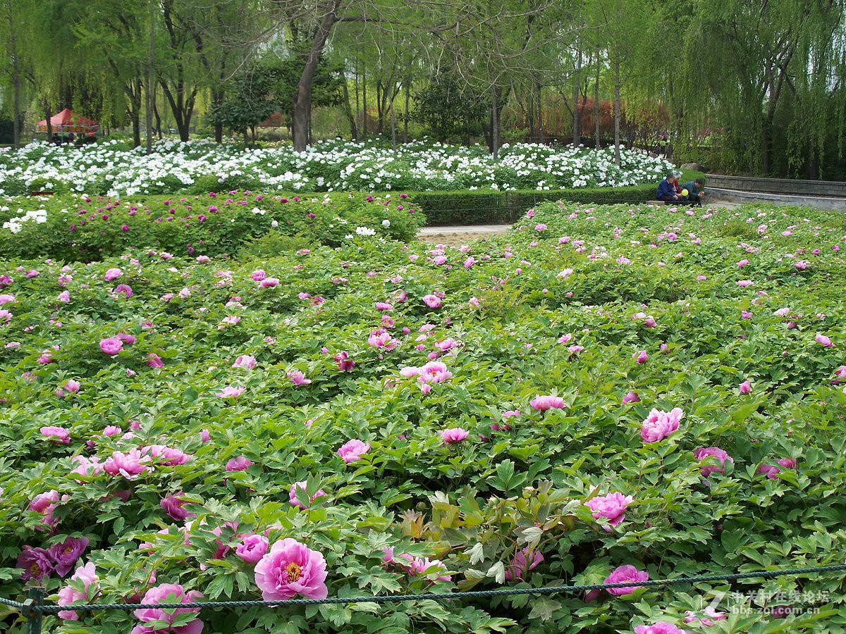 C875隋唐城遗址植物园牡丹20片，2015